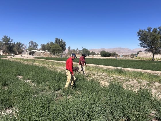 Comisión Nacional de Riego releva compromiso con la agricultura del desierto y sus quebradas en Tarapacá